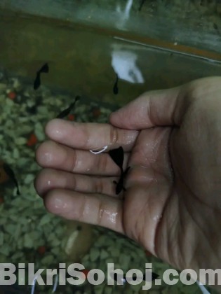 Black mosscow guppy short body new adult